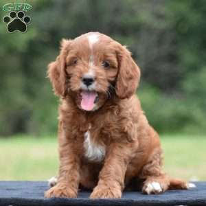 Jackson, Cavapoo Puppy